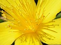 Hypericum Olympicum (fam. Guttiferes) (Asie Mineure) (03) (Photo F. Mrugala)